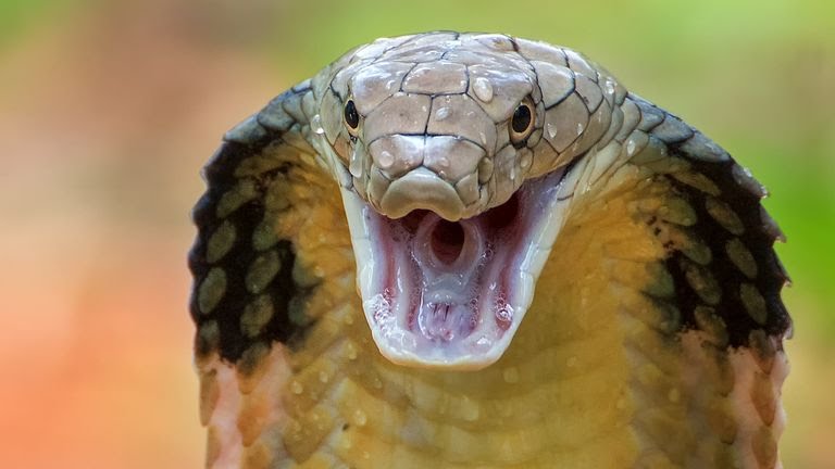 skynews cobra snake snakebites 5840416