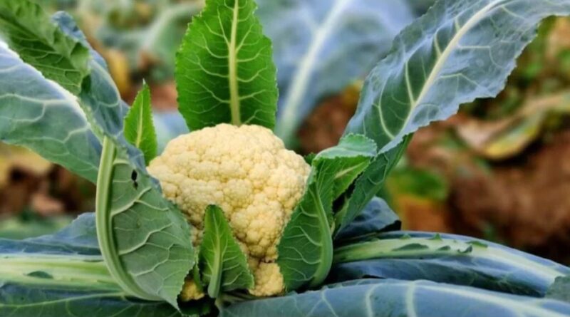 66503baeca2c7 cauliflower farming 240309533 16x9 1